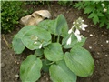 hosta